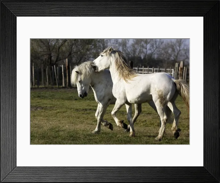 Framed Print : Camargue Horses - males fighting - Saintes Maries de la Mer - Bouches du Rhone - France Framed Print : Camargue Horses - males fighting - Saintes Maries de la Mer - Bouches du Rhone - France