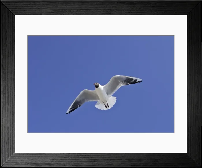 Framed Print : Black-headed Gull - in flight - Saintes Maries de la Mer - Bouches du Rhone - France Framed Print : Black-headed Gull - in flight - Saintes Maries de la Mer - Bouches du Rhone - France