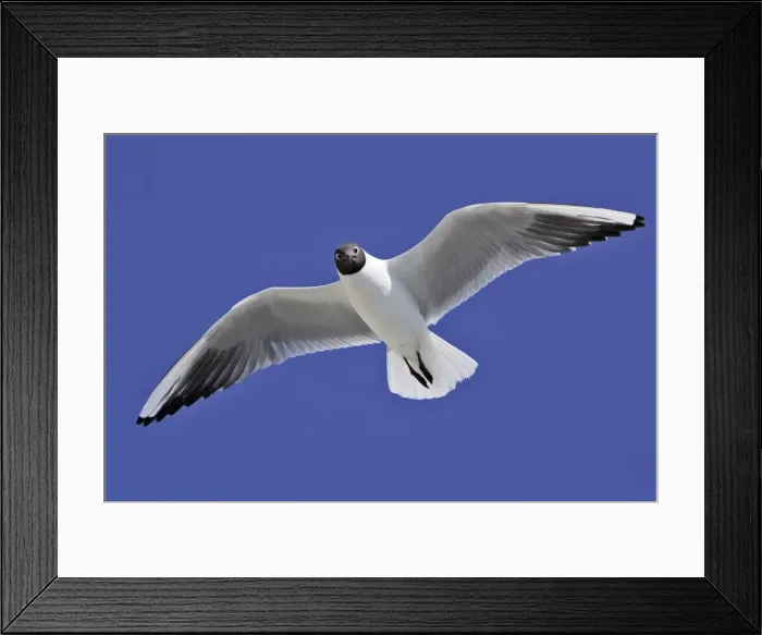 Framed Print : Black-headed Gull - in flight - Saintes Maries de la Mer - Bouches du Rhone - France Framed Print : Black-headed Gull - in flight - Saintes Maries de la Mer - Bouches du Rhone - France