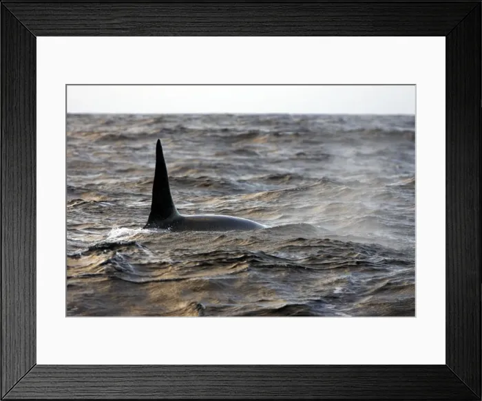 Framed Print : Killer Whale - Tysfjord - Lofoten Isles - Norway Framed Print : Killer Whale - Tysfjord - Lofoten Isles - Norway