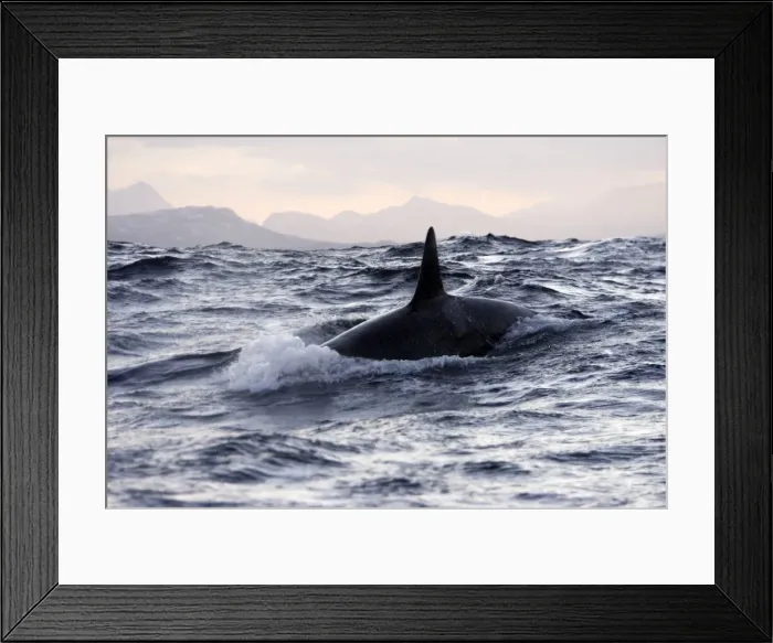 Framed Print : Killer Whale - Tysfjord - Lofoten Isles - Norway Framed Print : Killer Whale - Tysfjord - Lofoten Isles - Norway