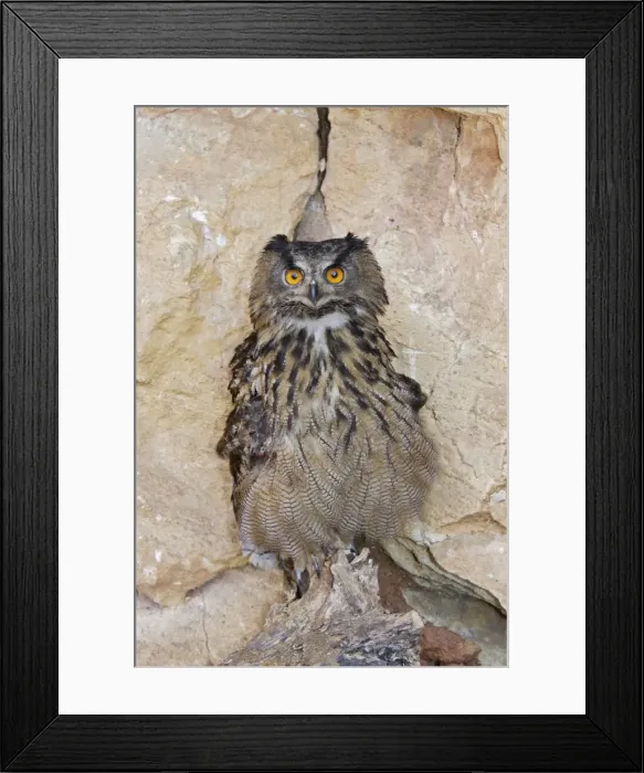 Framed Print : Eagle Owl Order : Strigiformes Familly : Strigides Framed Print : Eagle Owl Order : Strigiformes Familly : Strigides