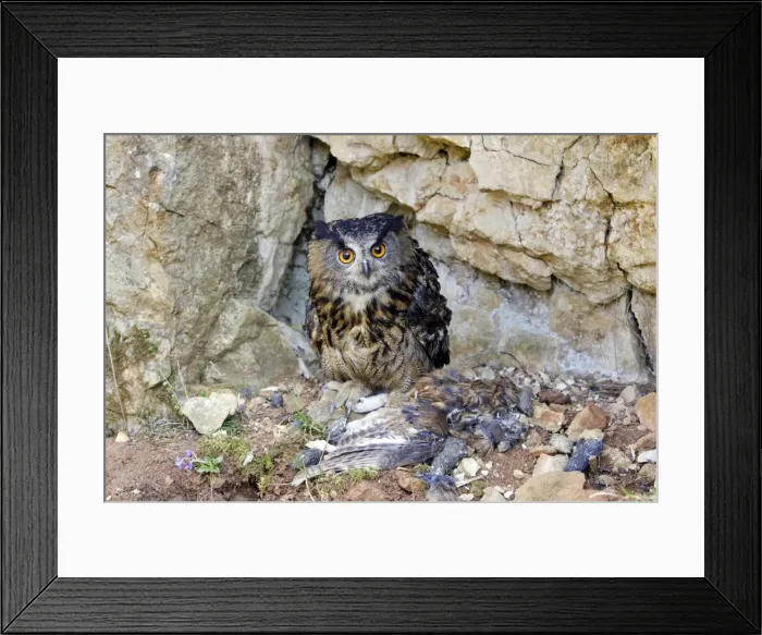 Framed Print : Eagle Owl with Eurasian Tawny Owl (Strix aluco) as a prey Order : Strigiformes Family : Strigides Framed Print : Eagle Owl with Eurasian Tawny Owl (Strix aluco) as a prey Order : Strigiformes Family : Strigides