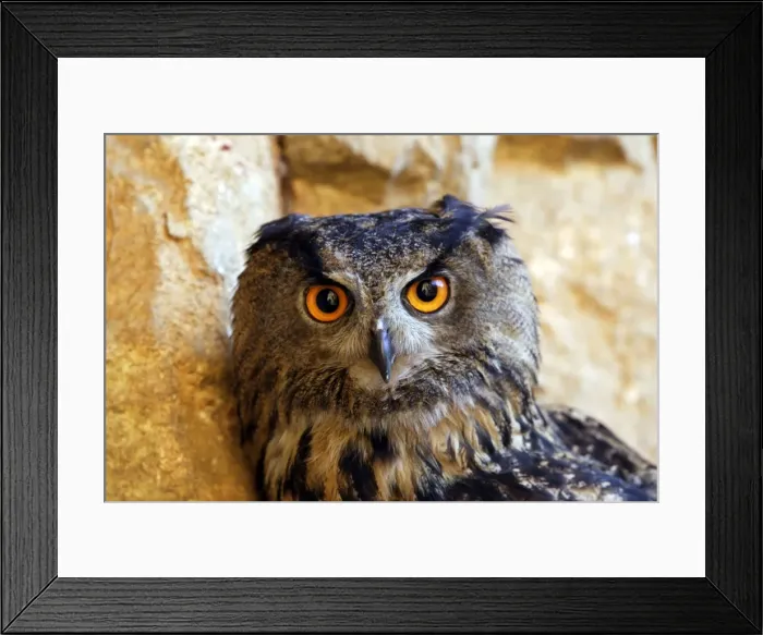 Framed Print : Eagle Owl Ordre : Strigiformes Famille : Strigides Framed Print : Eagle Owl Ordre : Strigiformes Famille : Strigides