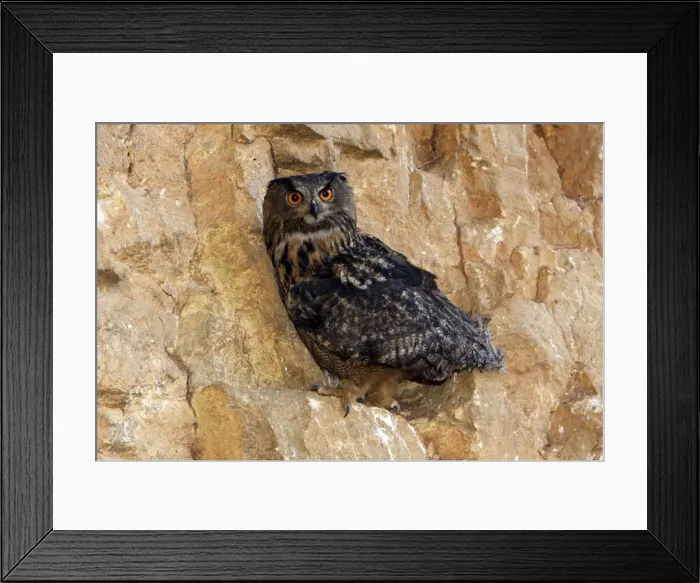 Framed Print : Eagle Owl Order: Strigiformes Family : Strigides