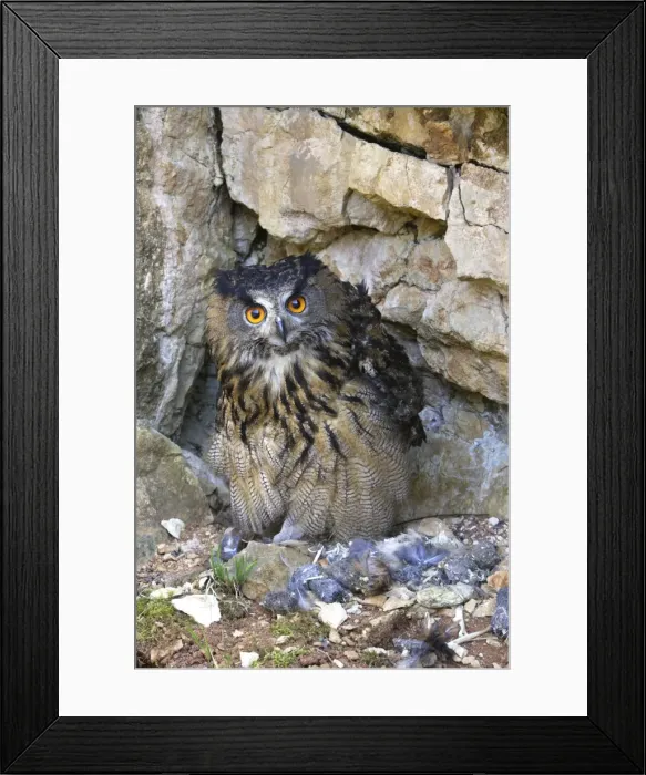 Framed Print : Eagle Owl - with Eurasian Tawny Owl (Strix aluco) as a prey Family : Strigides Framed Print : Eagle Owl - with Eurasian Tawny Owl (Strix aluco) as a prey Family : Strigides
