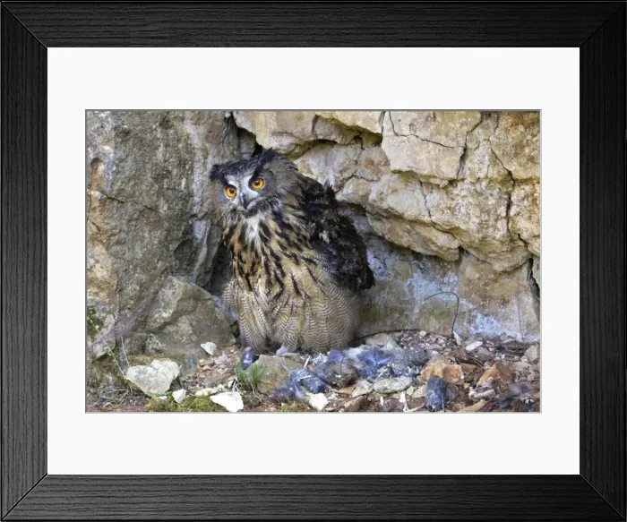 Framed Print : Eagle Owl - with Eurasian Tawny Owl (Strix aluco) as a prey Family : Strigides Framed Print : Eagle Owl - with Eurasian Tawny Owl (Strix aluco) as a prey Family : Strigides