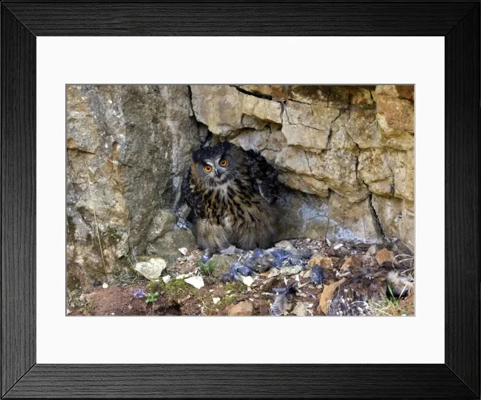 Framed Print : Eagle Owl - with Eurasian Tawny Owl (Strix aluco) as a prey Family : Strigides Framed Print : Eagle Owl - with Eurasian Tawny Owl (Strix aluco) as a prey Family : Strigides