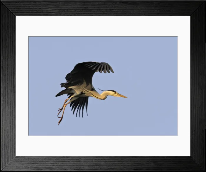 Framed Print : Grey Heron Camargue Bouches du Rhone France Framed Print : Grey Heron Camargue Bouches du Rhone France