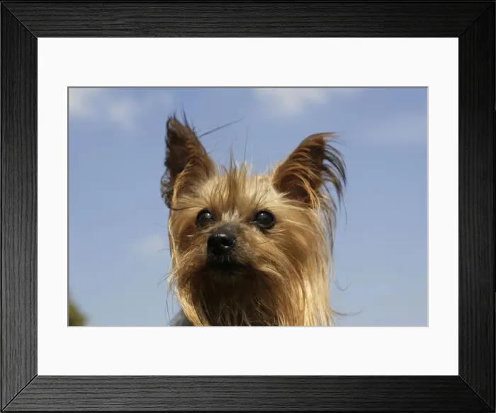 Framed Print : Yorkshire Terrier Dog Framed Print : Yorkshire Terrier Dog
