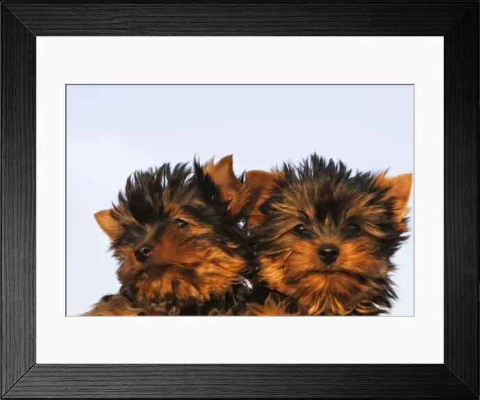 Framed Print : Yorkshire Terrier Dog - puppy Framed Print : Yorkshire Terrier Dog - puppy