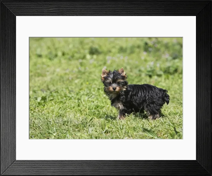 Framed Print : Yorkshire Terrier Dog Framed Print : Yorkshire Terrier Dog