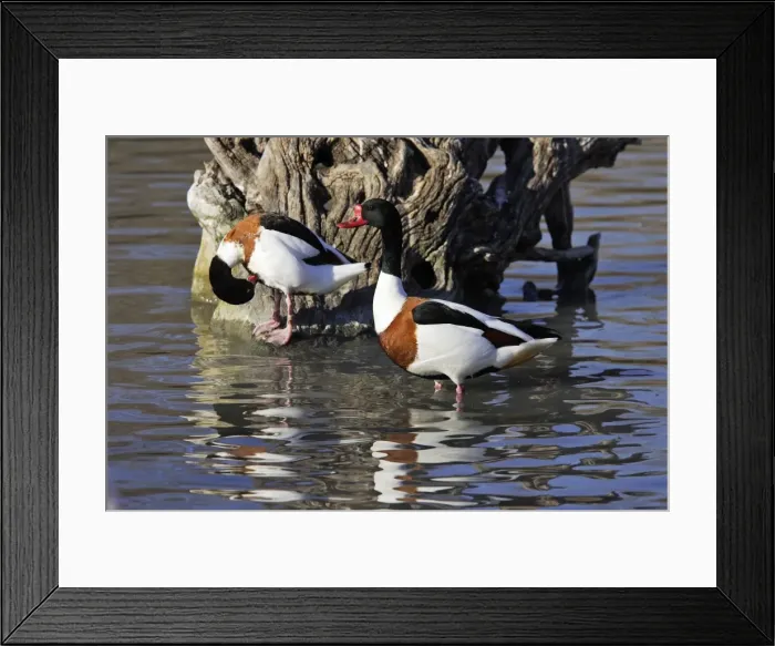 Framed Print : Shelduck Bouches du rhone, France Framed Print : Shelduck Bouches du rhone, France
