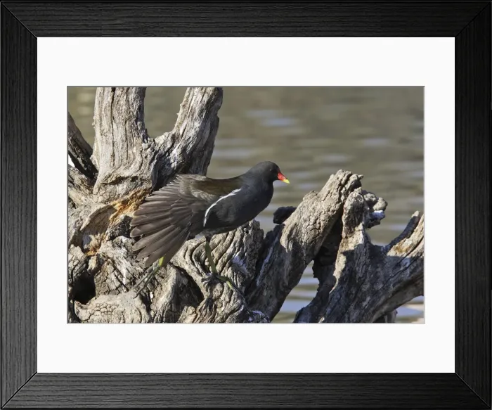 Framed Print : Moorhen Bouches du rhone, France Framed Print : Moorhen Bouches du rhone, France