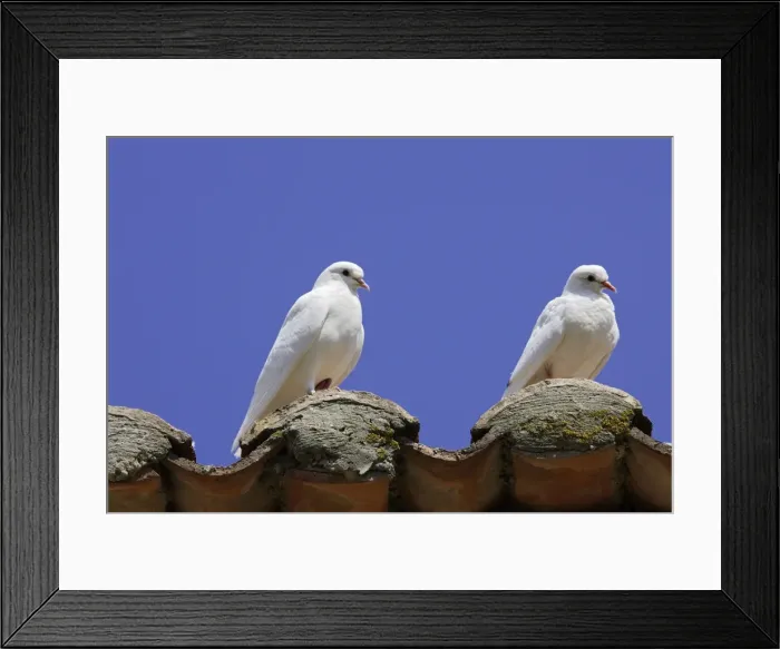 Framed Print : Domestic Pigeon Framed Print : Domestic Pigeon