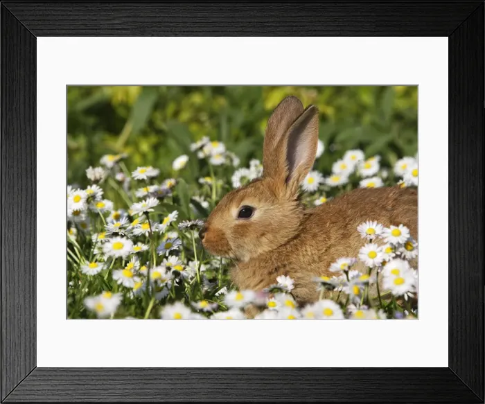 Framed Print : Domestic Rabbits - young in daisies Framed Print : Domestic Rabbits - young in daisies