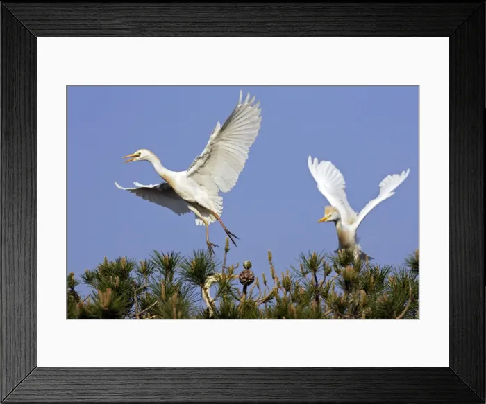 Framed Print : Cattle Egret Camargue Bouches du Rhone France Framed Print : Cattle Egret Camargue Bouches du Rhone France
