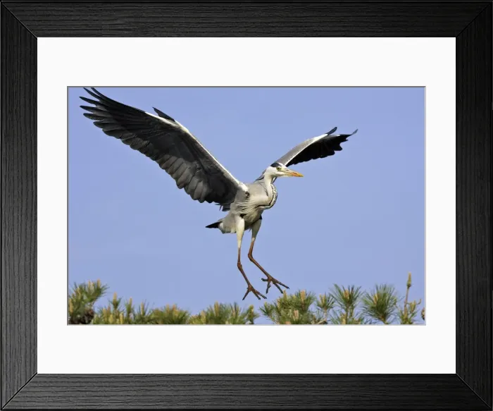 Framed Print : Grey Heron Camargue Bouches du Rhone France Framed Print : Grey Heron Camargue Bouches du Rhone France