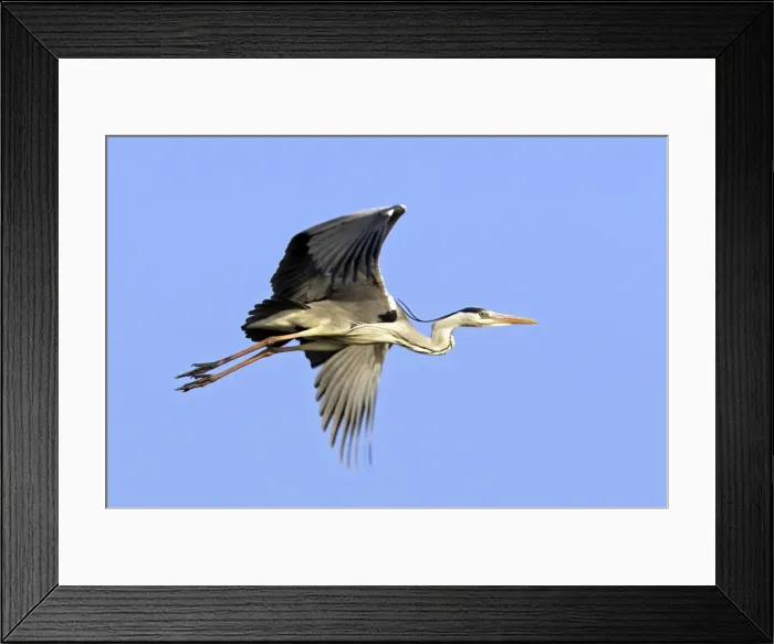 Framed Print : Grey Heron Camargue Bouches du Rhone France Framed Print : Grey Heron Camargue Bouches du Rhone France