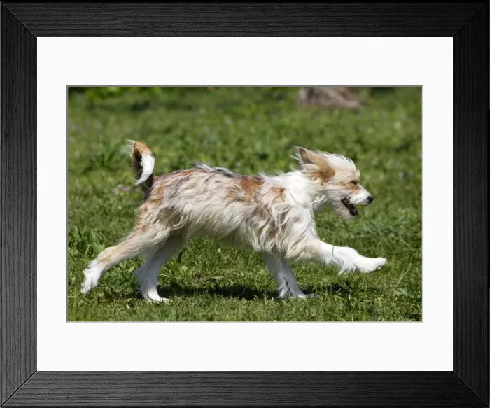 Framed Print : Chinese Crested Powder Puff Dog Framed Print : Chinese Crested Powder Puff Dog