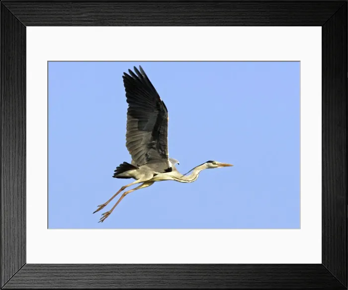 Framed Print : Grey Heron Camargue Bouches du Rhone France Framed Print : Grey Heron Camargue Bouches du Rhone France