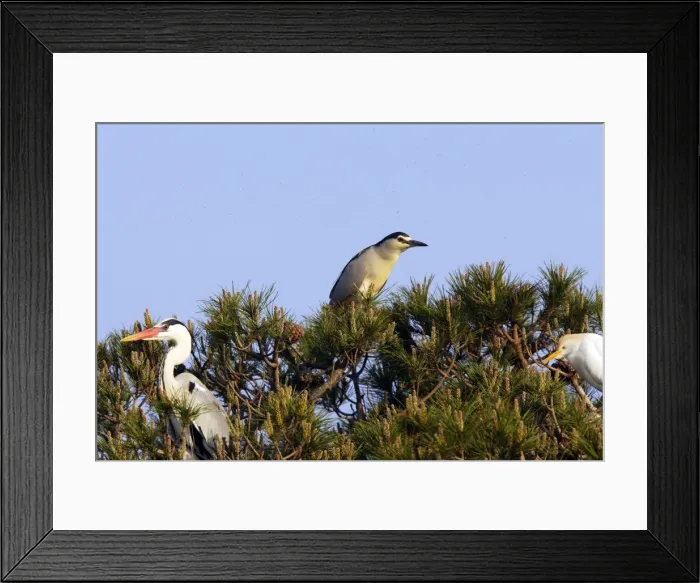 Framed Print : Grey Heron - with Night Heron & Cattle Egret Framed Print : Grey Heron - with Night Heron & Cattle Egret