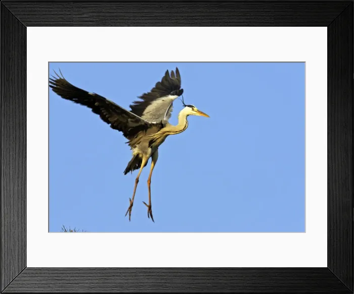 Framed Print : Grey Heron Camargue Bouches du Rhone France Framed Print : Grey Heron Camargue Bouches du Rhone France