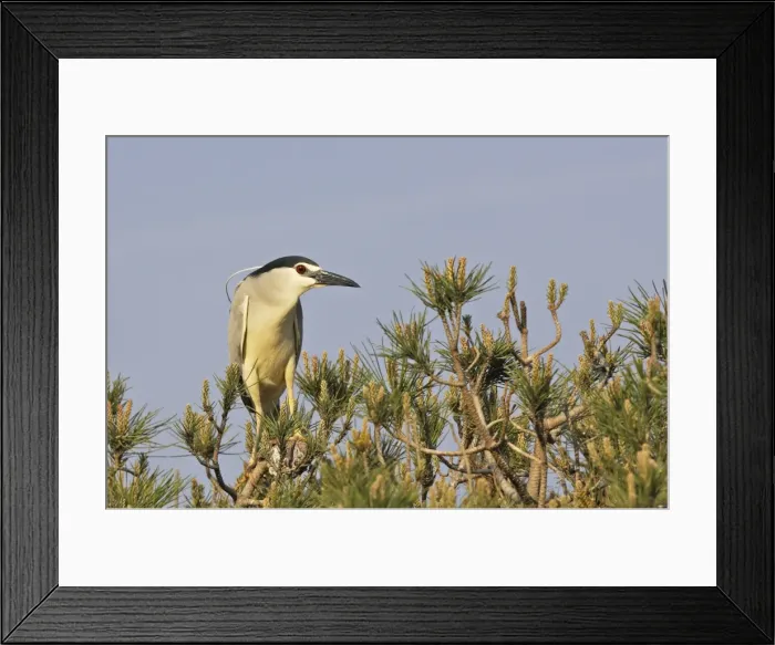 Framed Print : Night Heron Camargue Bouches du Rhone France Framed Print : Night Heron Camargue Bouches du Rhone France