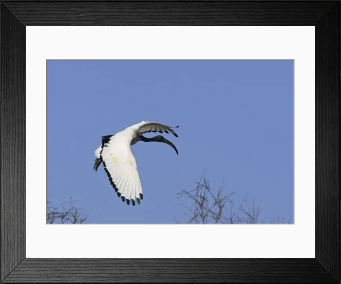 Framed Print : Sacred Ibis Camargue Bouches du Rhone France Framed Print : Sacred Ibis Camargue Bouches du Rhone France
