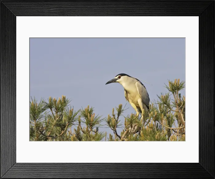 Framed Print : Night Heron Camargue Bouches du Rhone France Framed Print : Night Heron Camargue Bouches du Rhone France