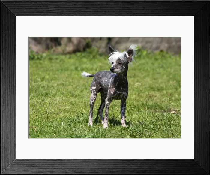 Framed Print : Chinese Crested Dog Framed Print : Chinese Crested Dog