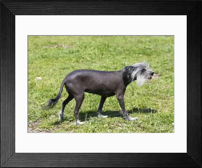 Framed Print : Chinese Crested Dog Framed Print : Chinese Crested Dog