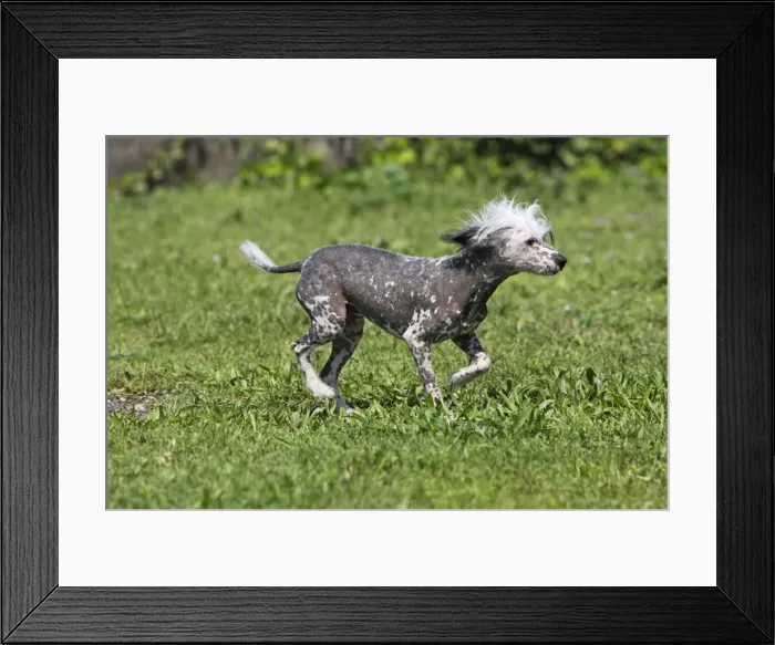 Framed Print : Chinese Crested Dog Framed Print : Chinese Crested Dog
