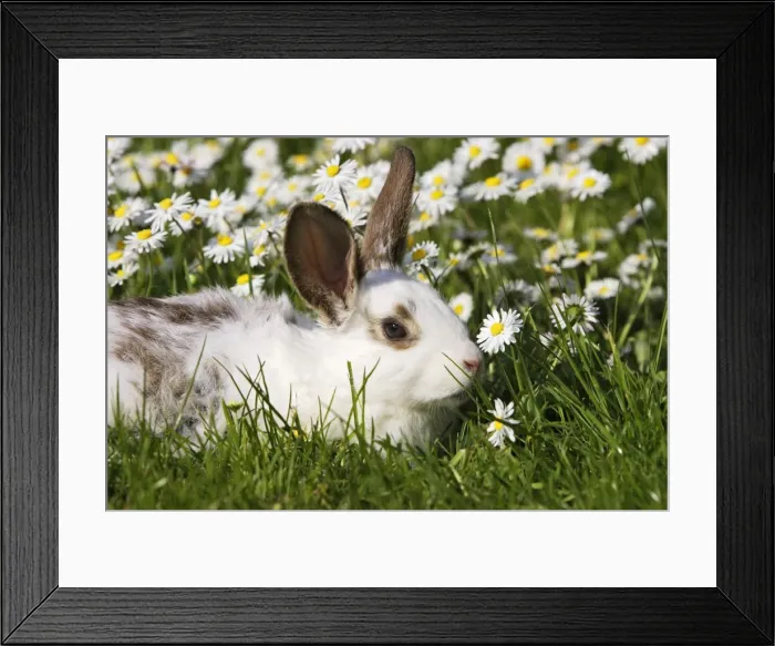 Framed Print : Domestic Rabbit - young in the daisies Framed Print : Domestic Rabbit - young in the daisies