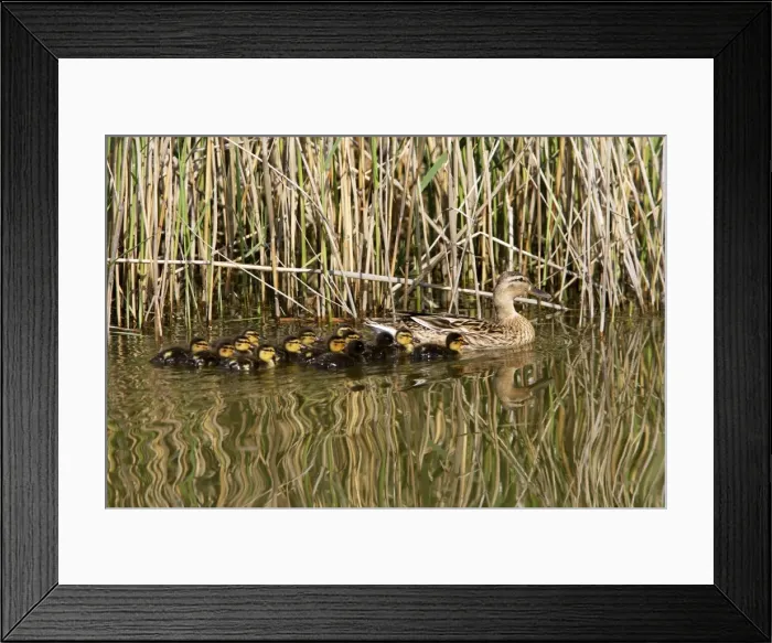 Framed Print : Mallard Duck - female with young Framed Print : Mallard Duck - female with young
