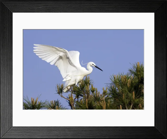 Framed Print : Little Egret Camargue Bouches du Rhone France Framed Print : Little Egret Camargue Bouches du Rhone France