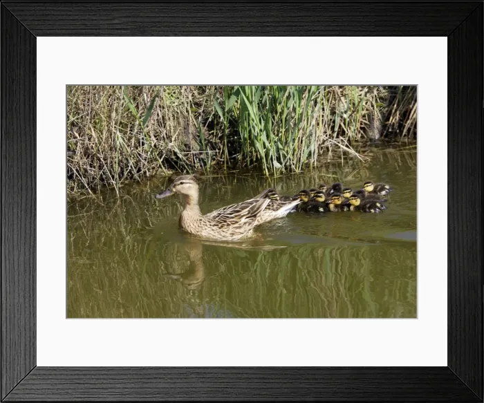 Framed Print : Mallard Duck - female with young Camargue Bouches du Rhone France Framed Print : Mallard Duck - female with young Camargue Bouches du Rhone France