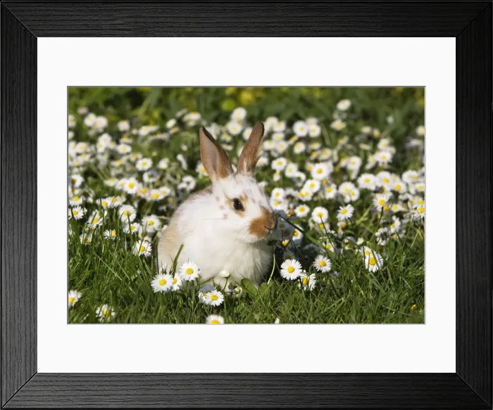 Framed Print : Domestic Rabbit - young in daisies Alsace France Framed Print : Domestic Rabbit - young in daisies Alsace France
