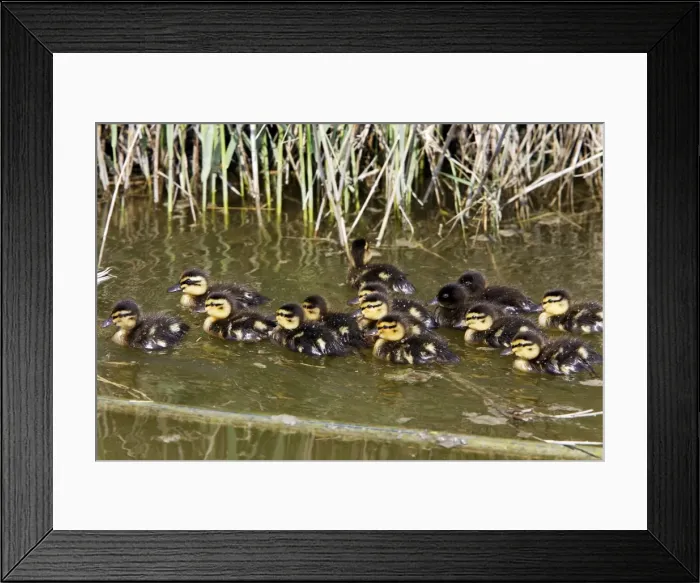 Framed Print : Mallard Duck - young Camargue Bouches du Rhone France Framed Print : Mallard Duck - young Camargue Bouches du Rhone France