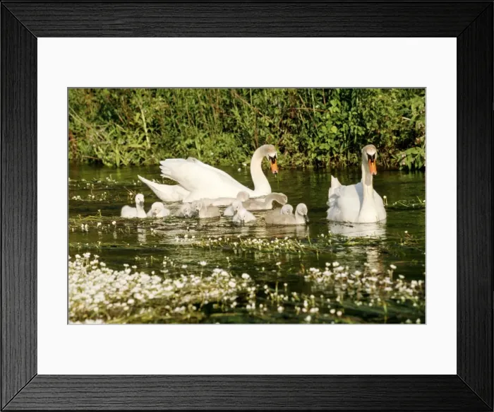Framed Print : Mute Swans WAT 1644 Family - Male and Female with Cygnets Cygnus olor © M. Watson / ARDEA LONDON Framed Print : Mute Swans WAT 1644 Family - Male and Female with Cygnets Cygnus olor © M. Watson / ARDEA LONDON