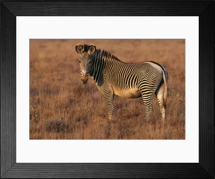 Framed Print : Grevy's Zebra WAT 1681 Kenya, Africa. Equus grevyi © M. Watson / ARDEA LONDON Framed Print : Grevy's Zebra WAT 1681 Kenya, Africa. Equus grevyi © M. Watson / ARDEA LONDON
