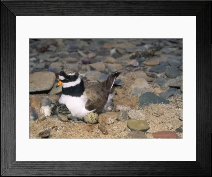 Framed Print : Ringed Plover - on eggs & chicks Framed Print : Ringed Plover - on eggs & chicks