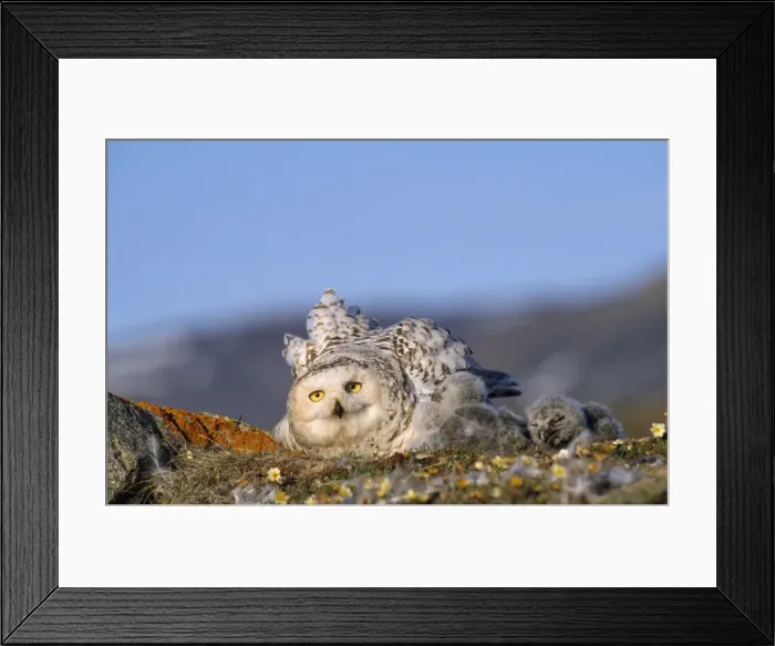 Framed Print : Snowy Owl - adult with young Greenland Framed Print : Snowy Owl - adult with young Greenland