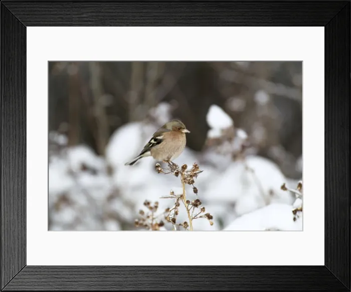 Framed Print : Chaffinch WAT 2025 On plant in winter Fringilla coelebs © M. Watson / ARDEA LONDON Framed Print : Chaffinch WAT 2025 On plant in winter Fringilla coelebs © M. Watson / ARDEA LONDON