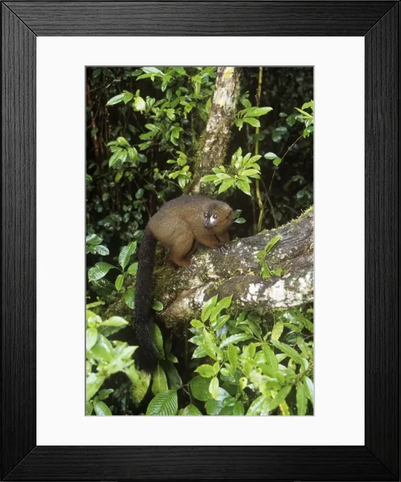 Framed Print : Red-bellied Lemur - male in habitat Madagascar Framed Print : Red-bellied Lemur - male in habitat Madagascar