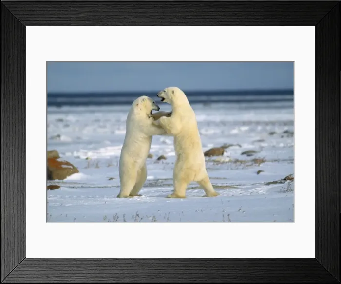 Framed Print : Polar Bears - play fighting Framed Print : Polar Bears - play fighting