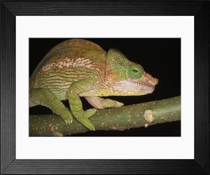 Framed Print : Parson's Chameleon Madagascar