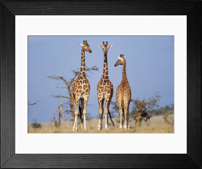 Framed Print : Reticulated Giraffe Kenya, Africa Framed Print : Reticulated Giraffe Kenya, Africa