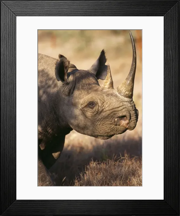 Framed Print : Black Rhino WAT 2696 Kenya, Africa. Diceros bicornis © M. Watson / ARDEA LONDON Framed Print : Black Rhino WAT 2696 Kenya, Africa. Diceros bicornis © M. Watson / ARDEA LONDON