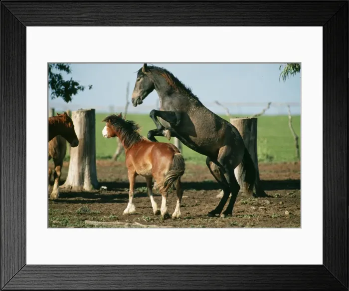 Framed Print : Horse WAT 2824 Ponies play fighting. © M. Watson / ARDEA LONDON Framed Print : Horse WAT 2824 Ponies play fighting. © M. Watson / ARDEA LONDON